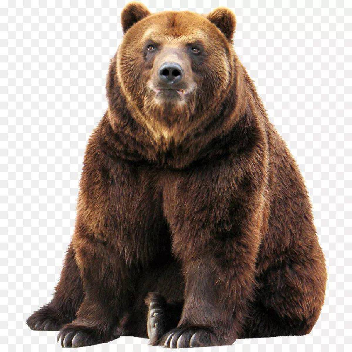 Медведь картинка для детей #1
