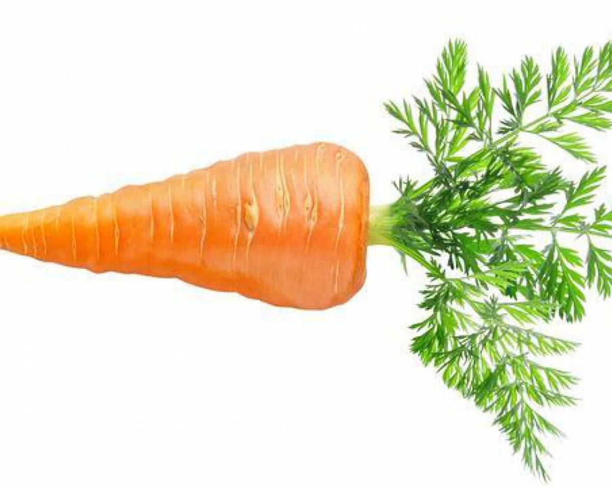 Морковь для детей #9