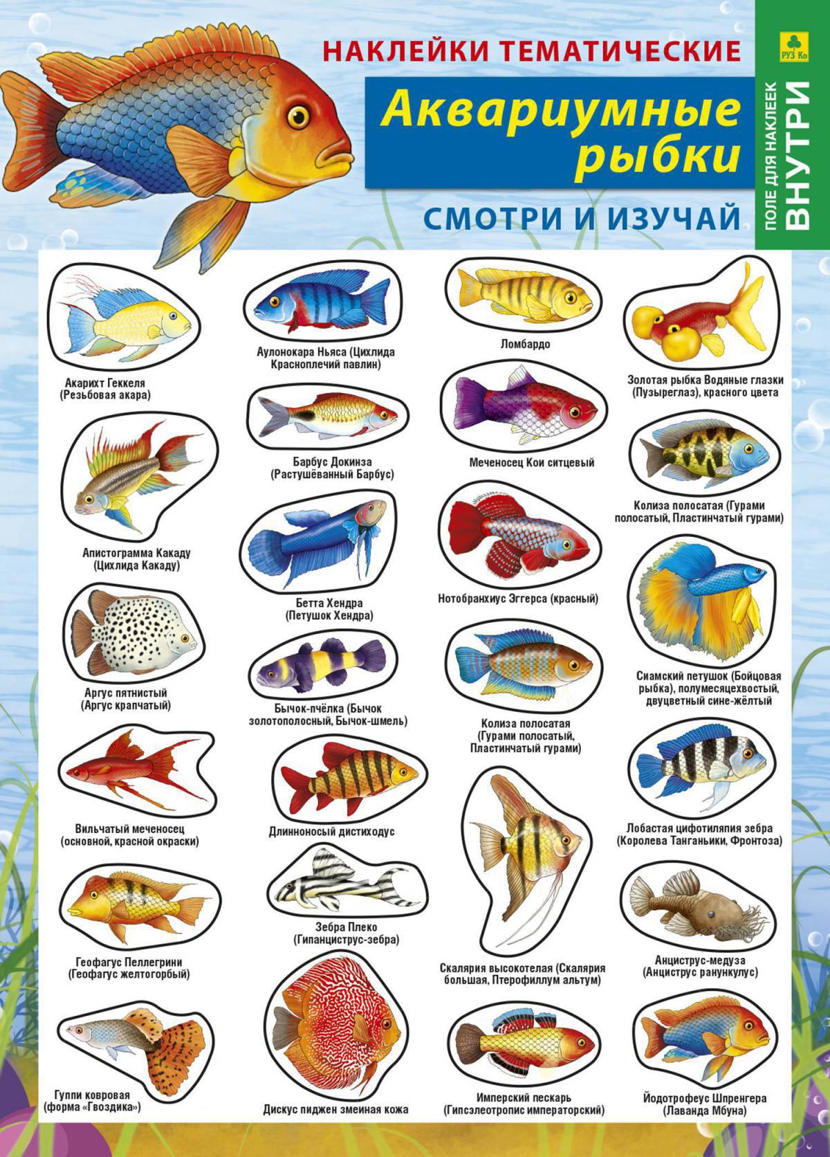 Аквариумные рыбки для детей #8