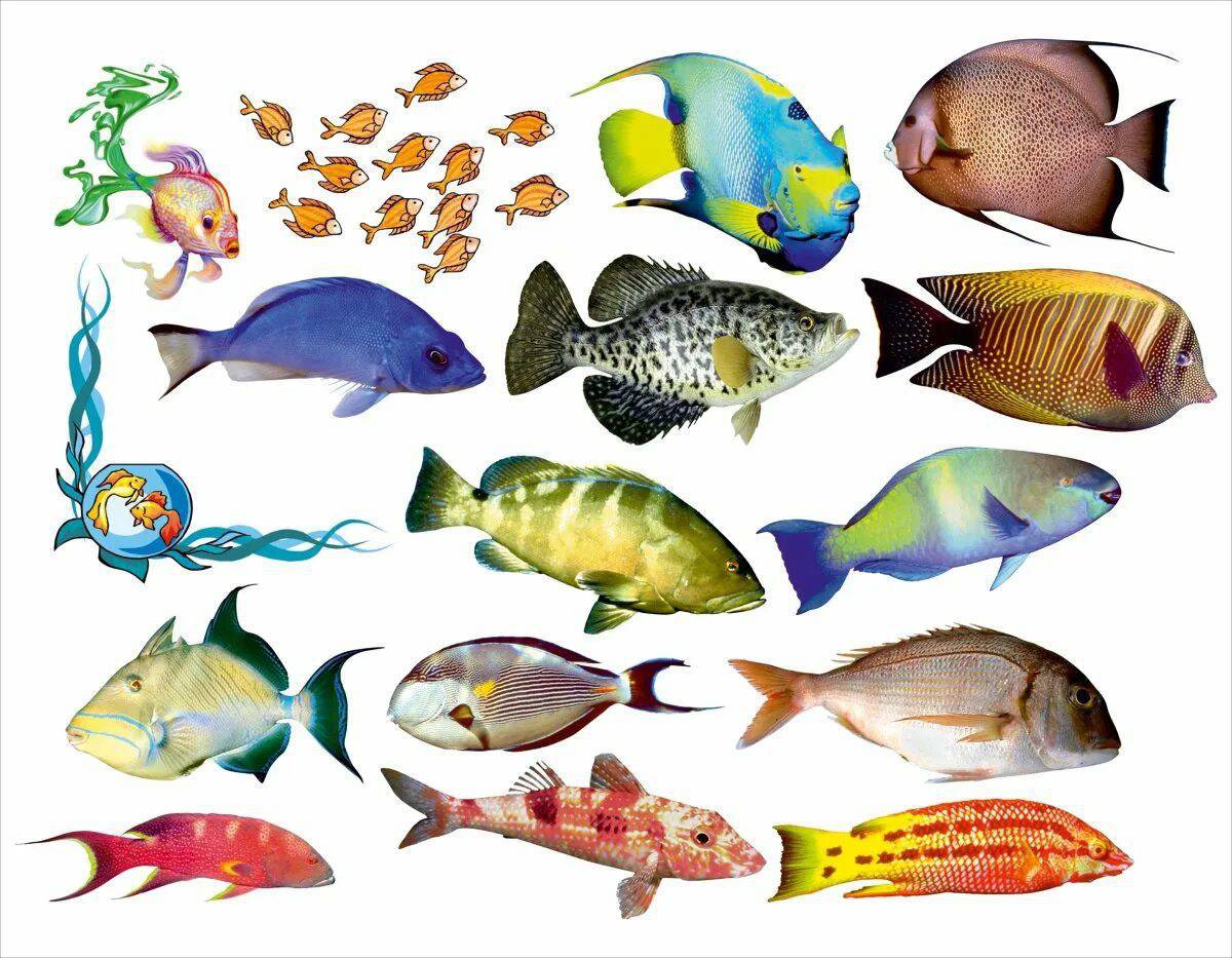 Аквариумные рыбки для детей #14