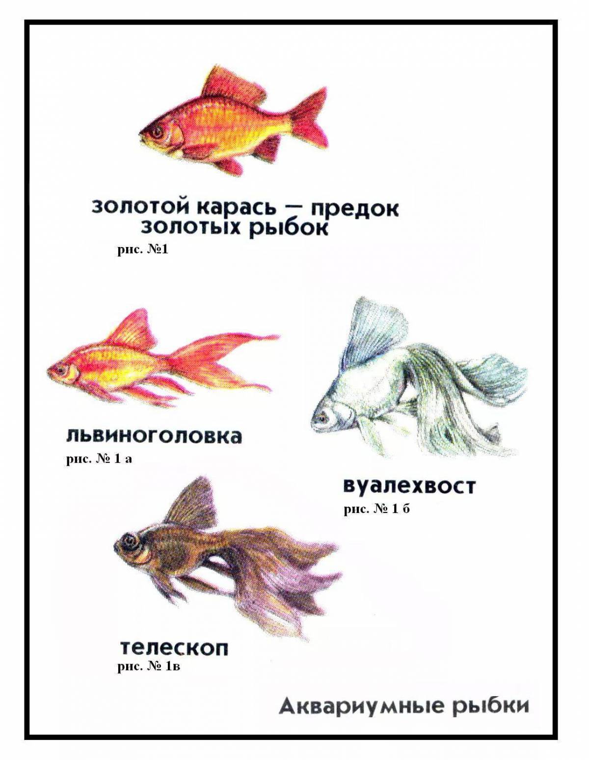 Аквариумные рыбки с названиями для детей #2
