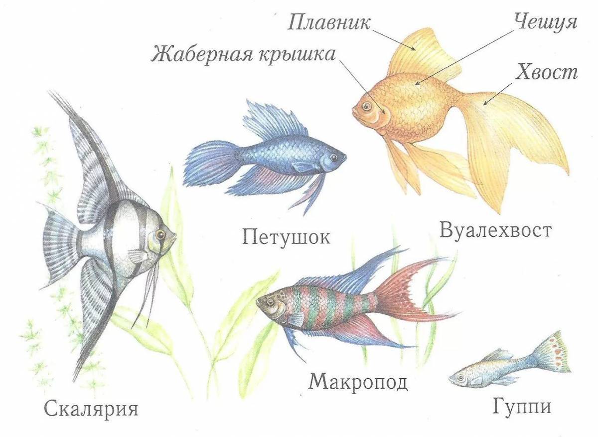 Аквариумные рыбки с названиями для детей #4