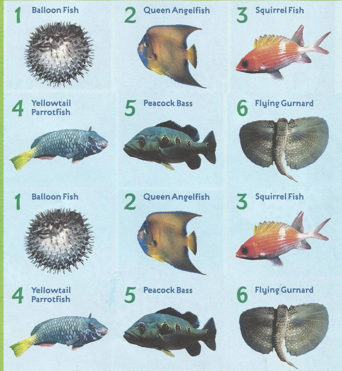 Аквариумные рыбки с названиями для детей #7