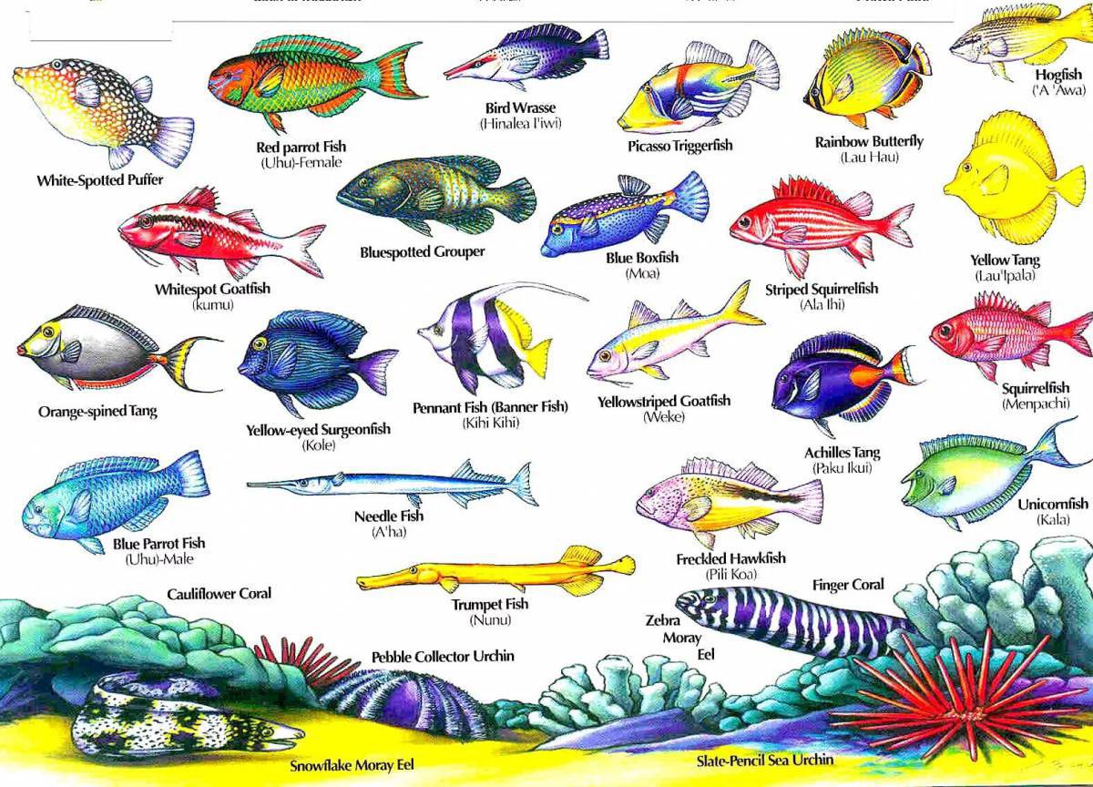 Аквариумные рыбки с названиями для детей #14