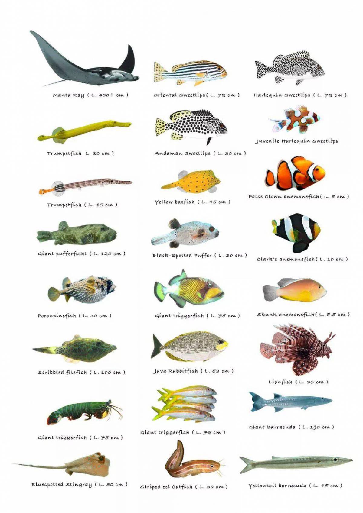 Аквариумные рыбки с названиями для детей #15