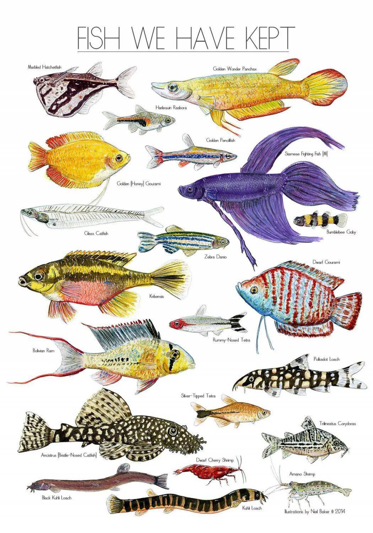 Аквариумные рыбки с названиями для детей #20
