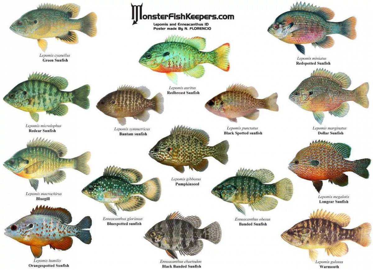 Аквариумные рыбки с названиями для детей #21