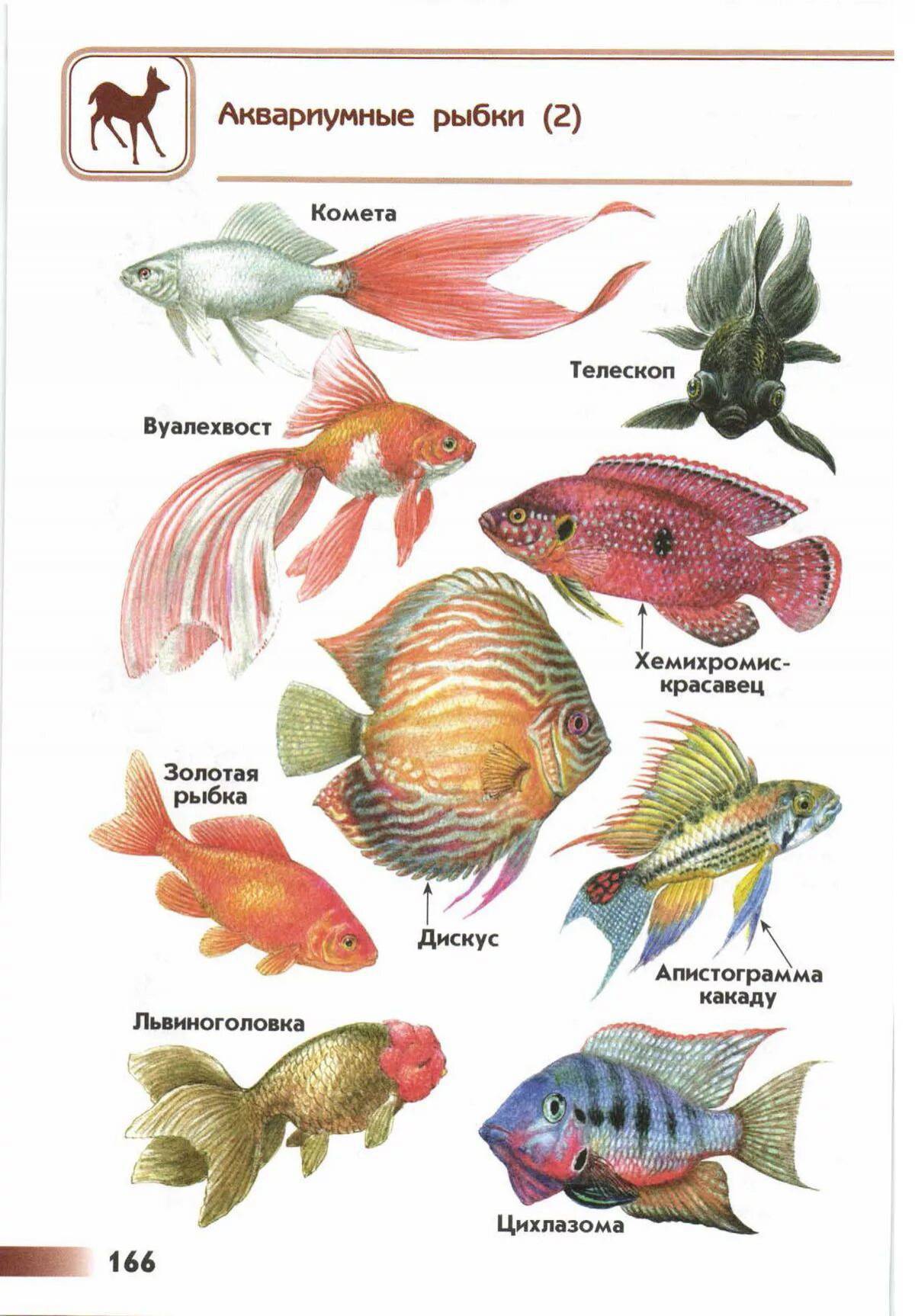 Аквариумные рыбки с названиями для детей #23