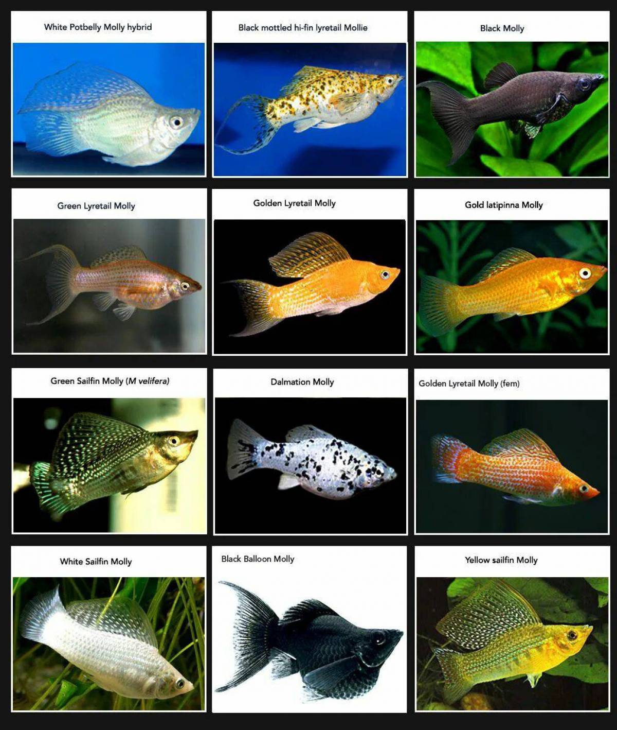Аквариумные рыбки с названиями для детей #30