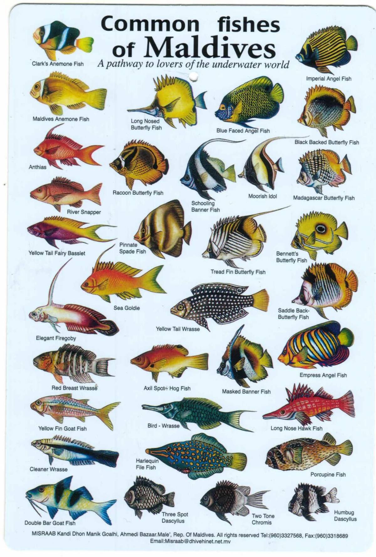 Аквариумные рыбки с названиями для детей #32