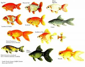 Раскраска аквариумные рыбки для детей #11 #196613