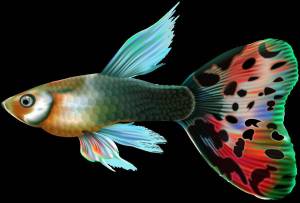 Раскраска аквариумные рыбки для детей #15 #196617