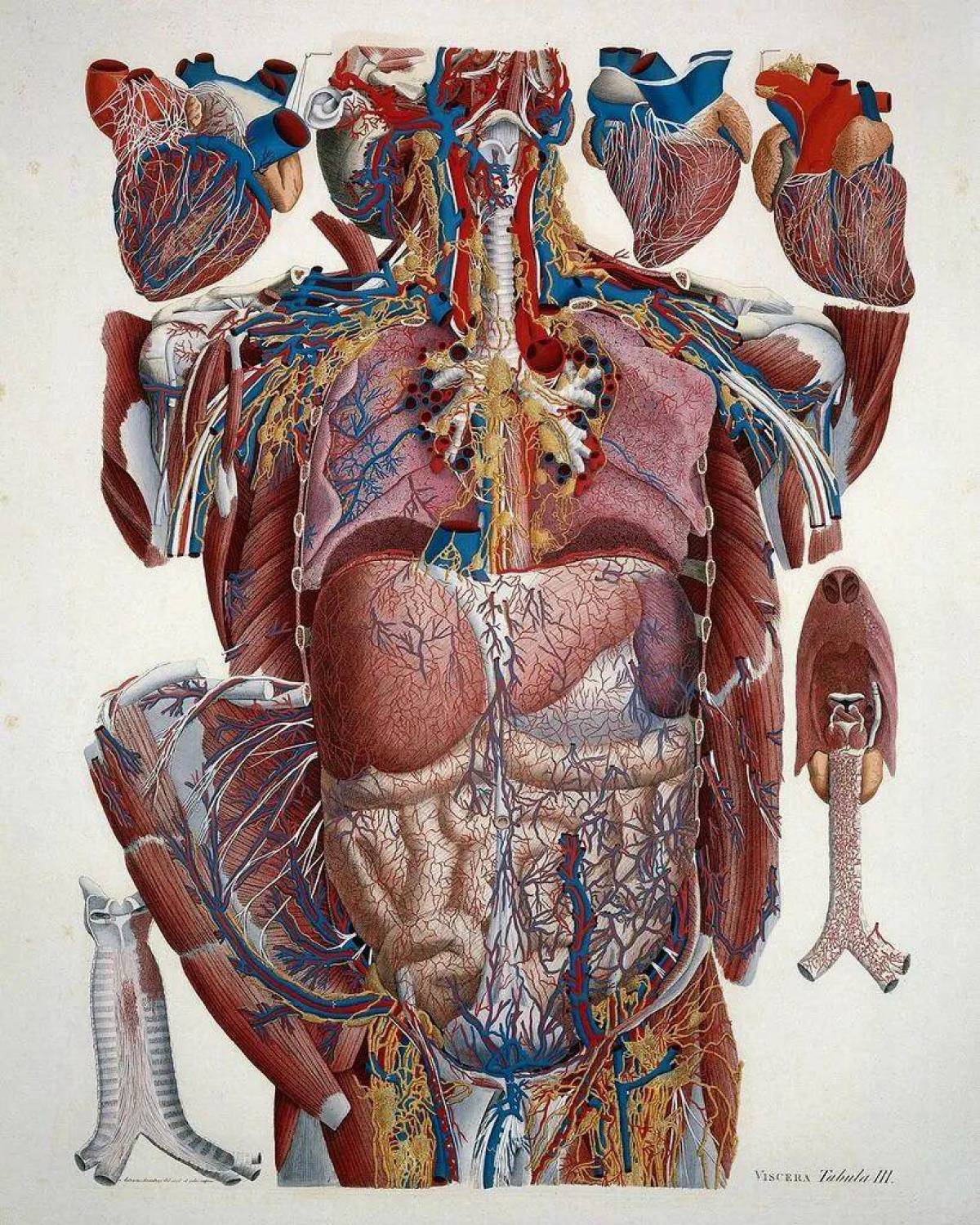Анатомия человека #10
