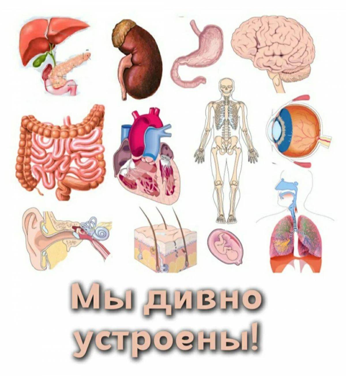 Анатомия человека #26