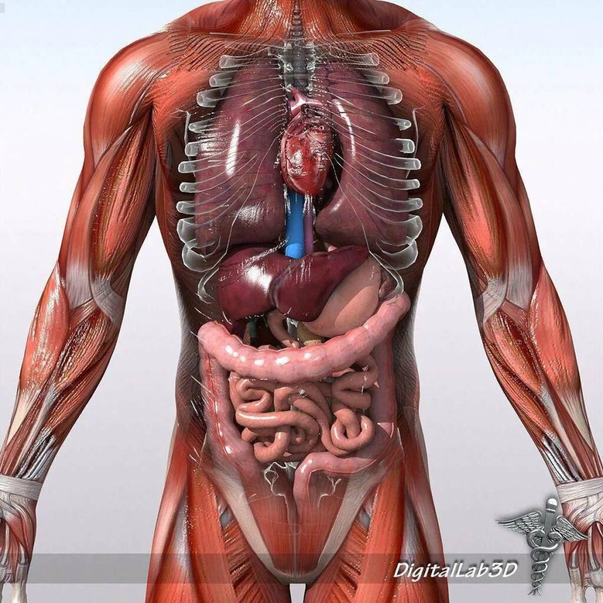 Анатомия человека #38
