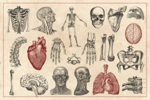 Раскраска анатомия человека #11 #200566