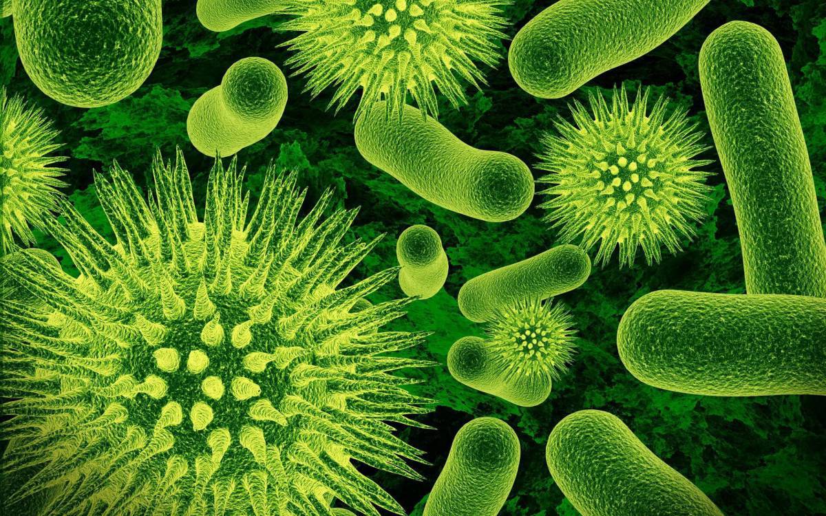 Бактерии #5