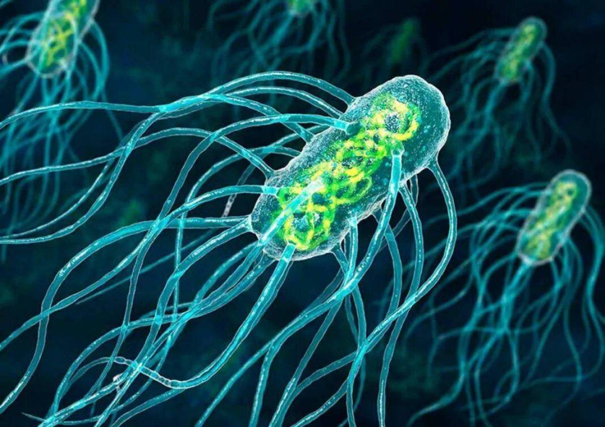 Бактерии #8