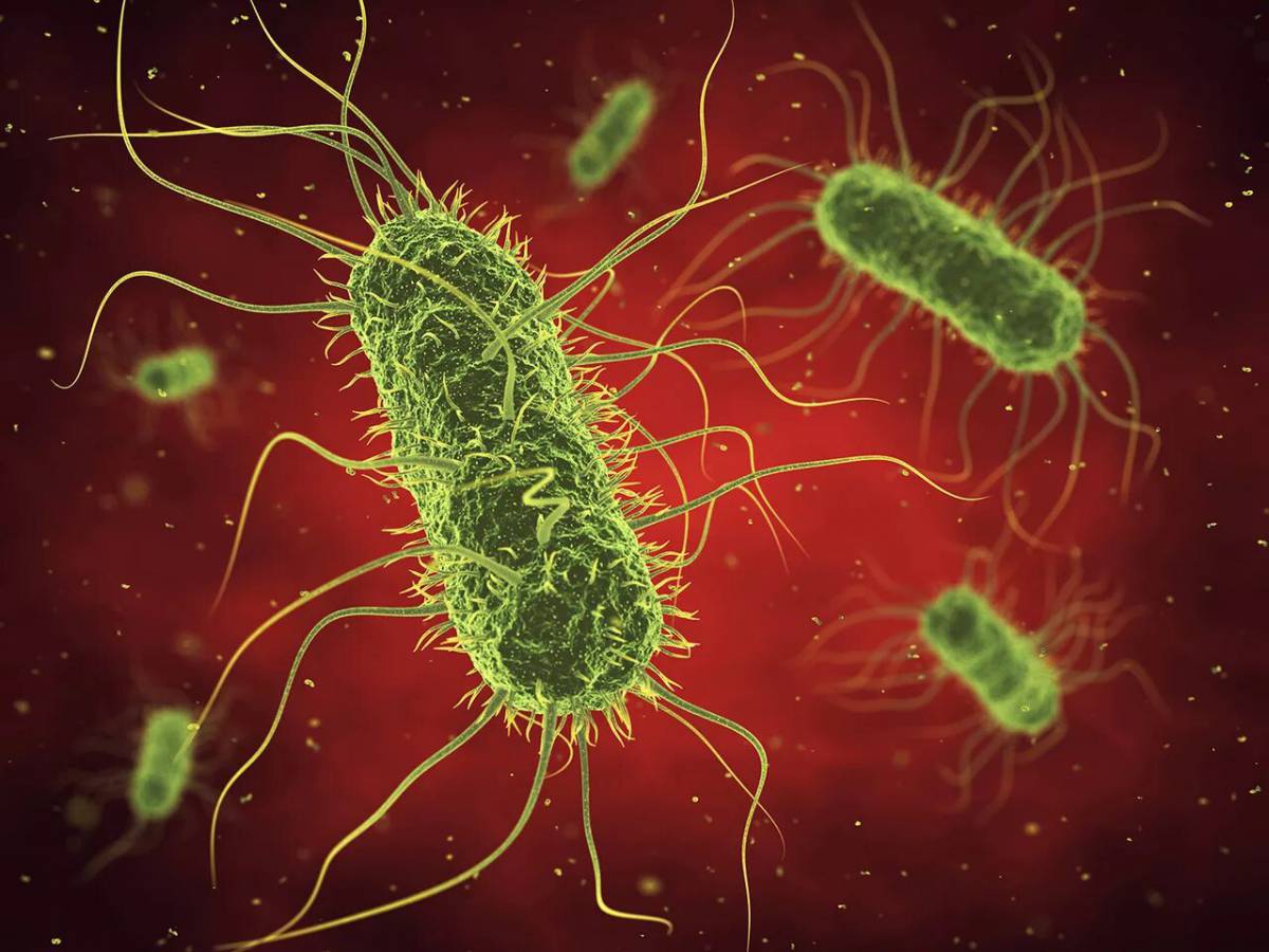 Бактерии #10