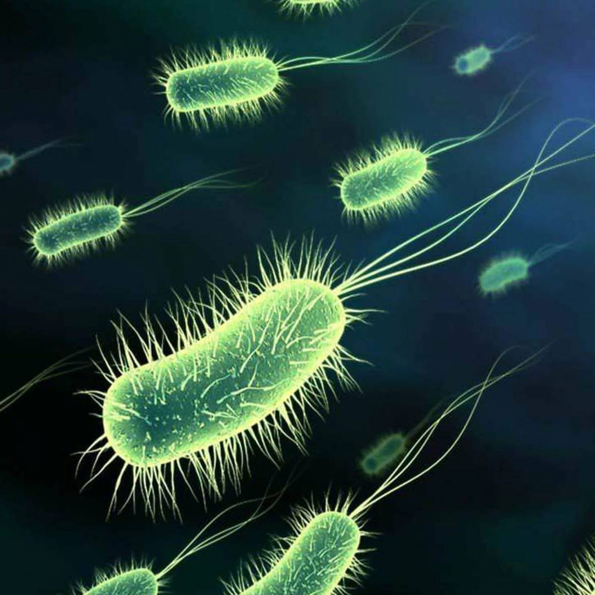 Бактерии #13