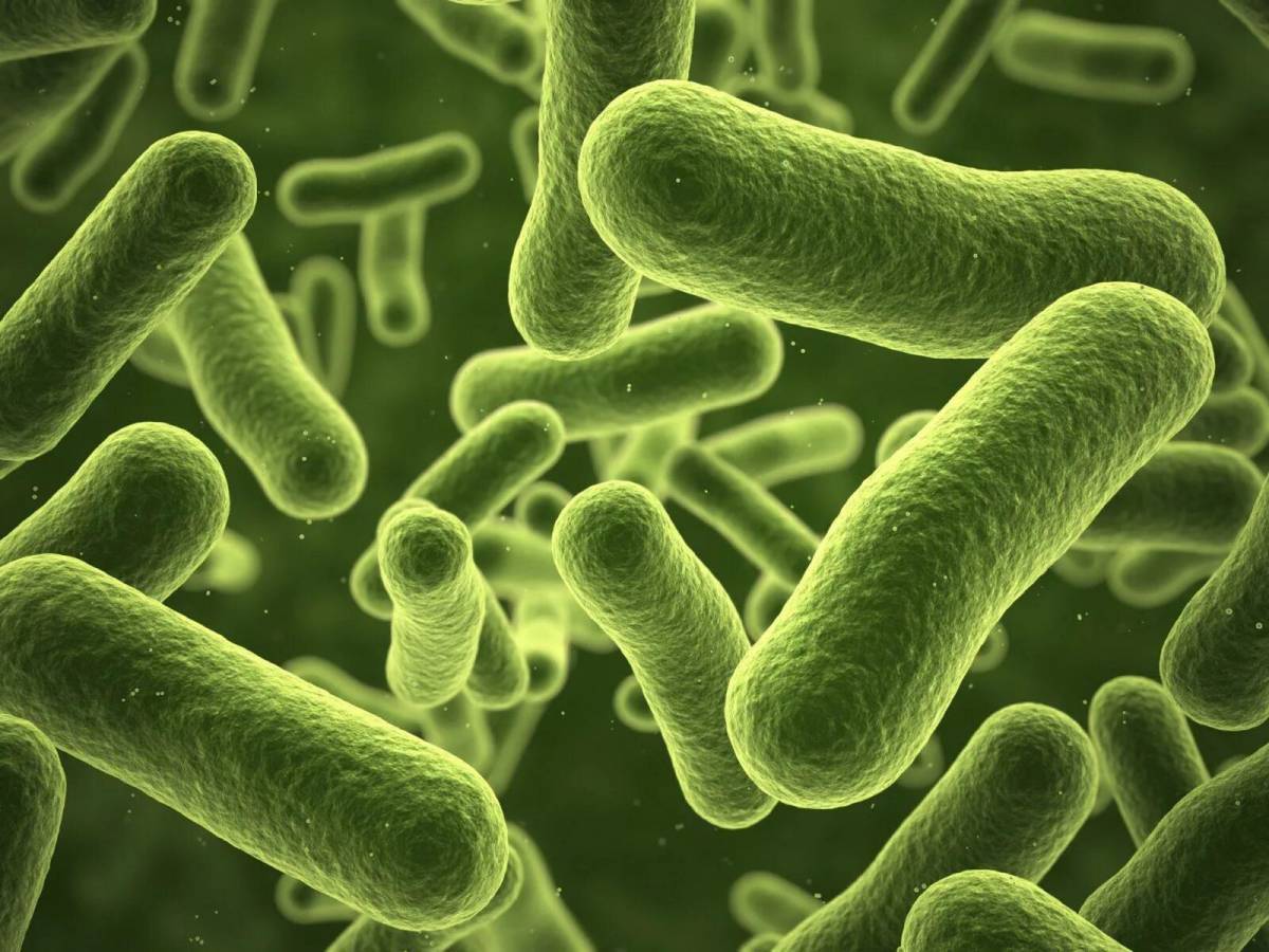Бактерии #25
