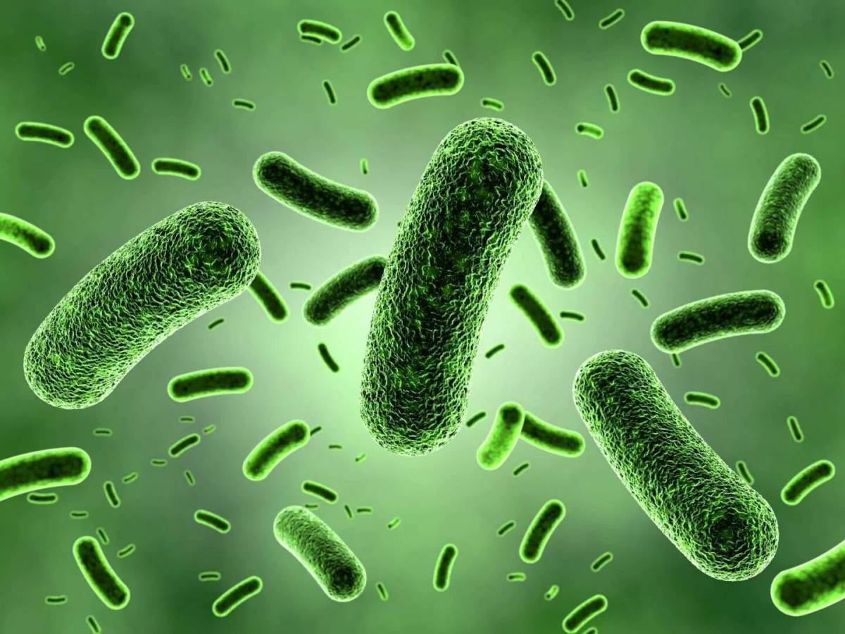 Бактерии #26
