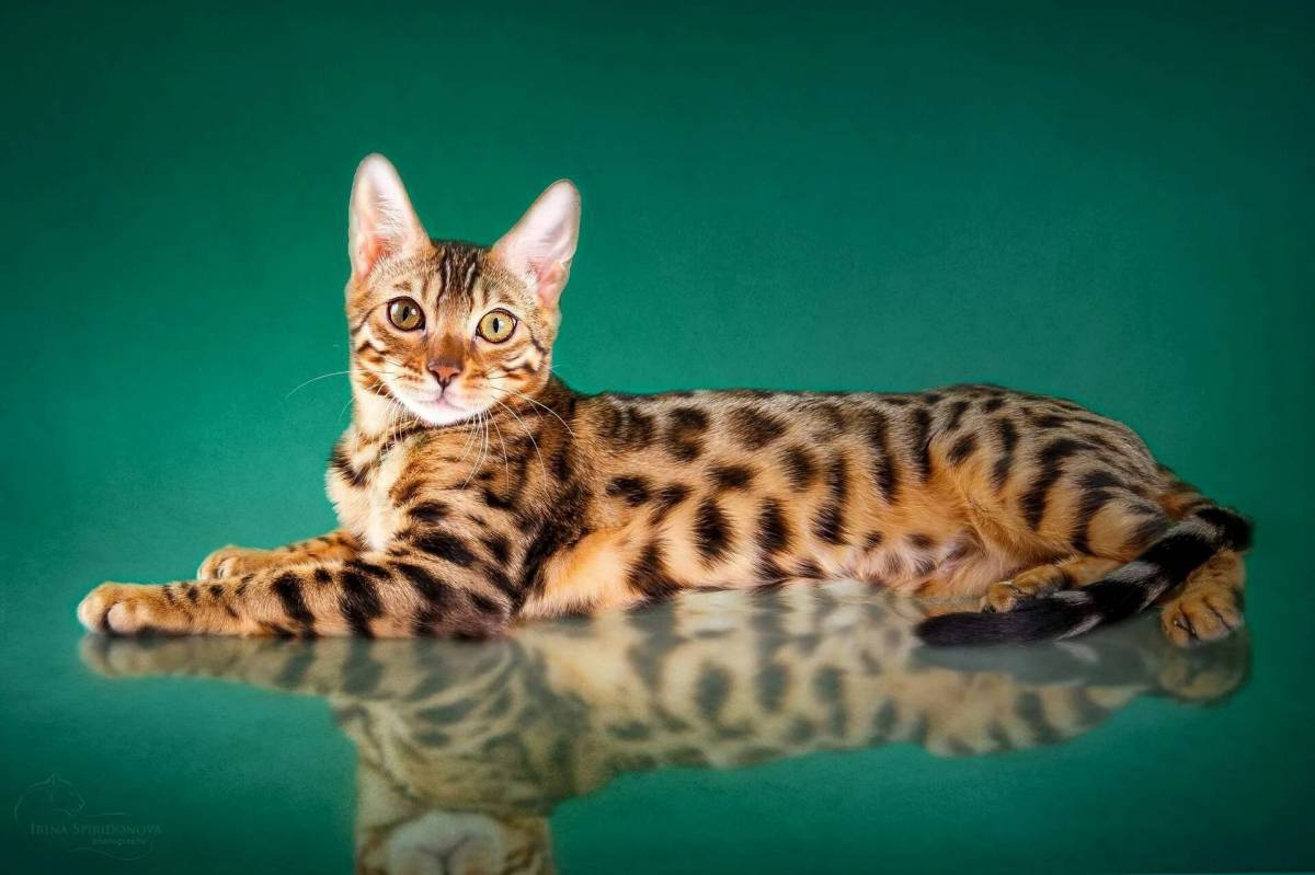Бенгальский кот #14