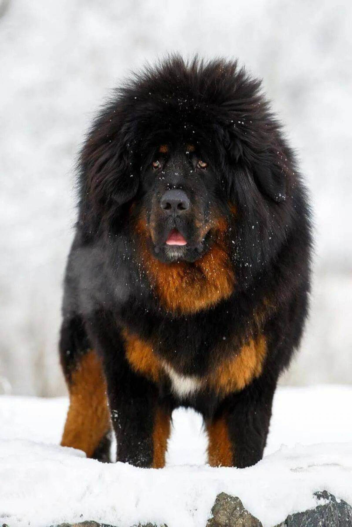 Большая собака #3