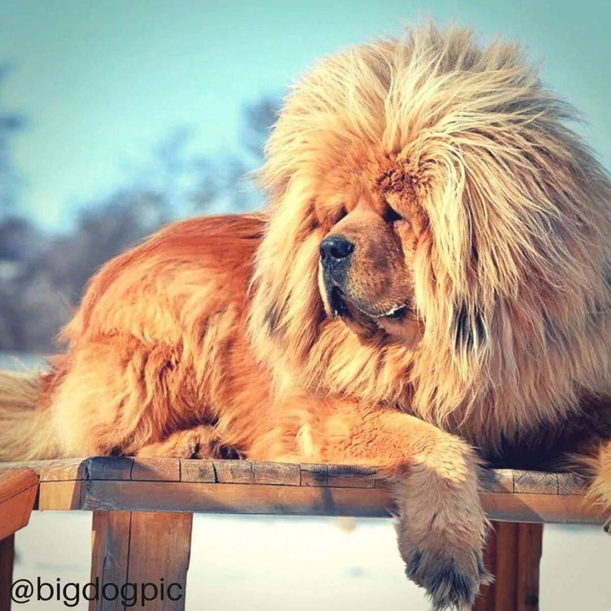 Большая собака #4