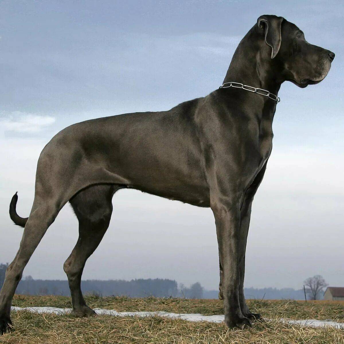 Большая собака #7
