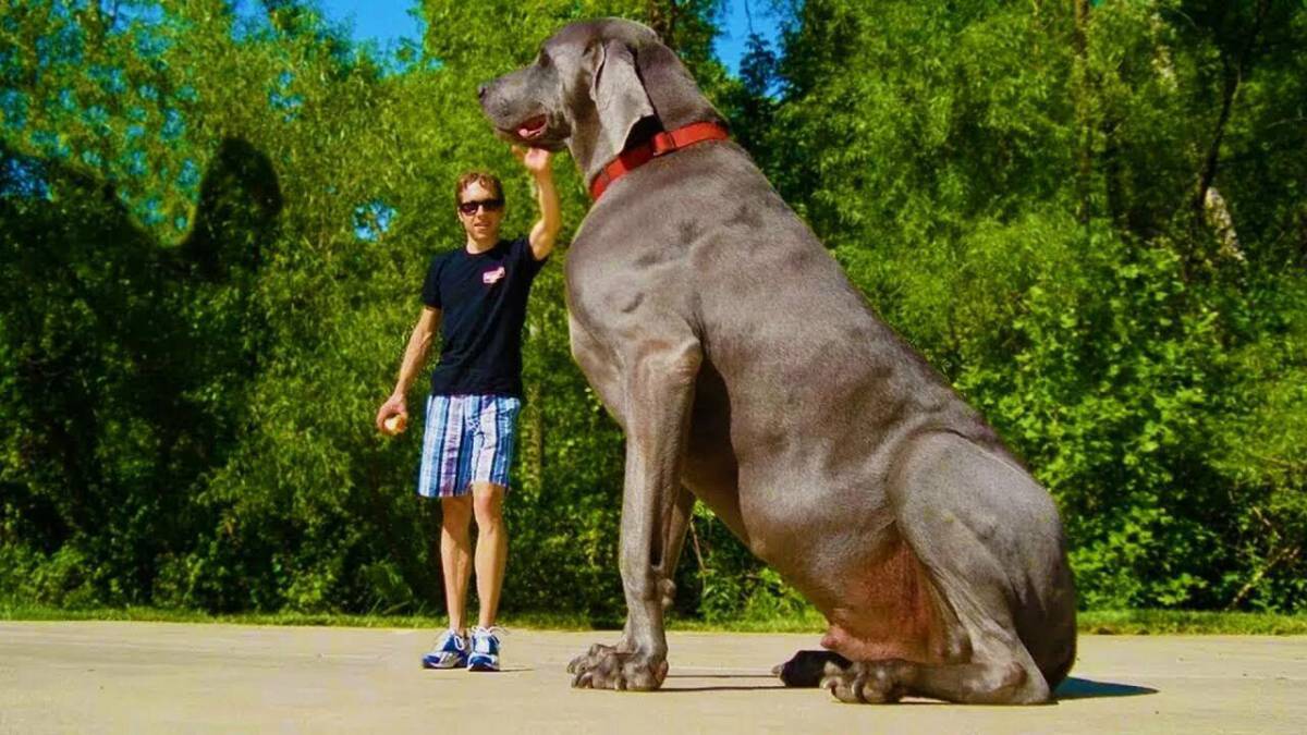 Большая собака #13
