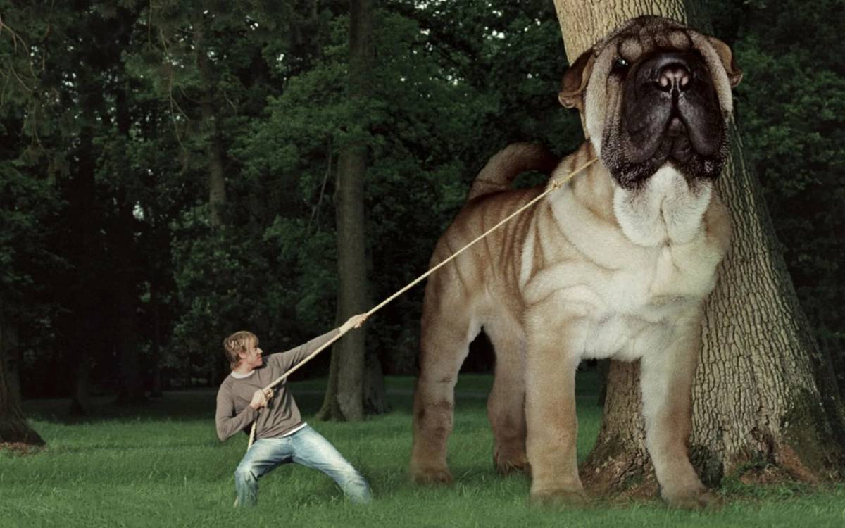 Большая собака #24