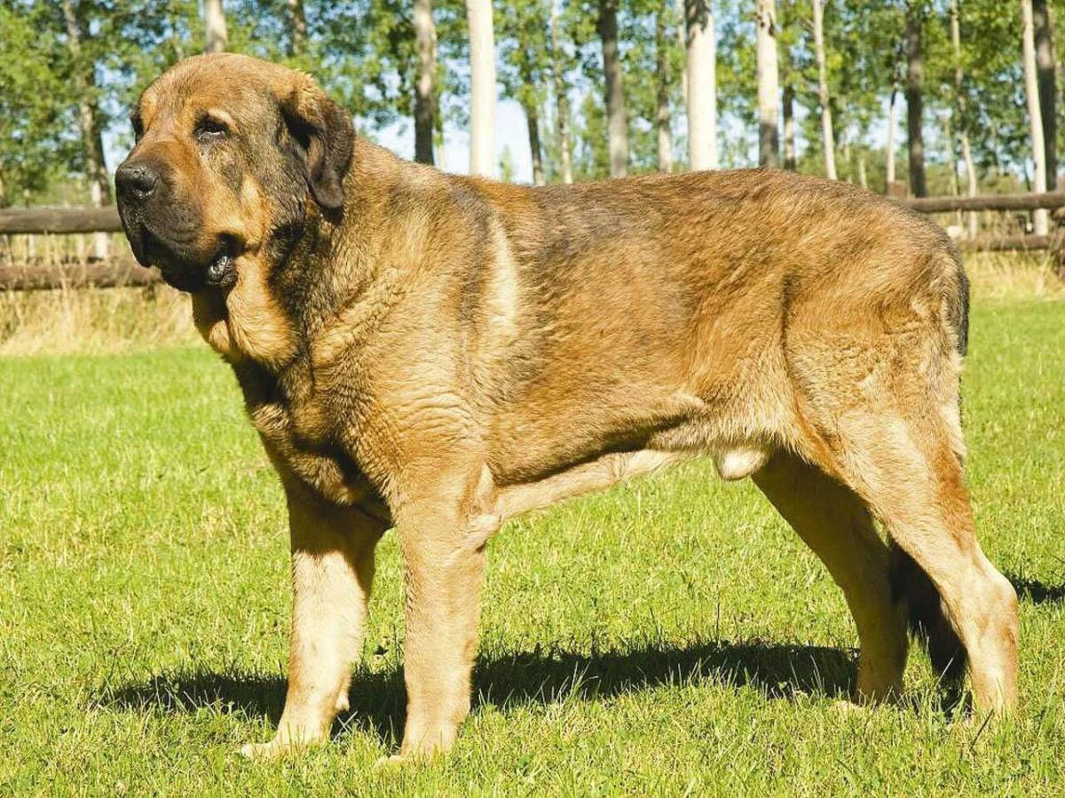 Большая собака #25