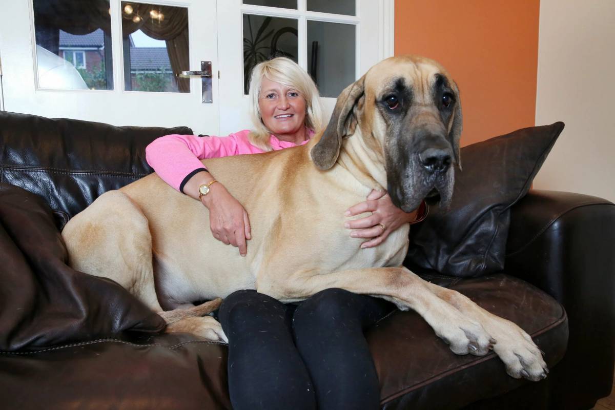 Большая собака #31
