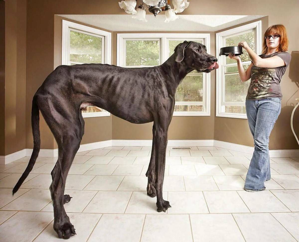Большая собака #35