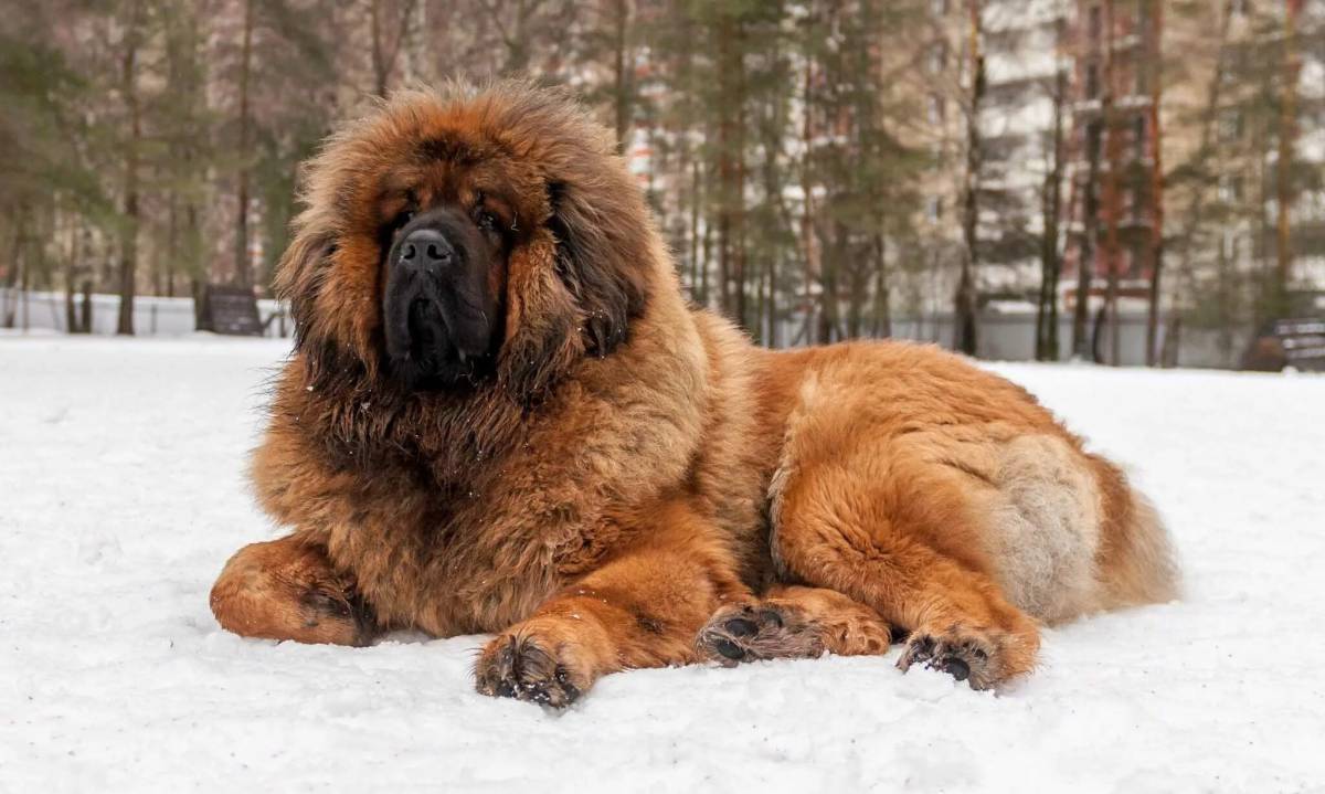 Большая собака #39