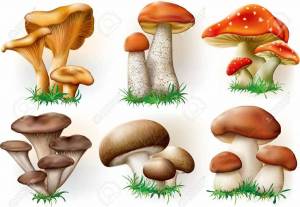 Раскраска грибы для детей 6 7 лет #6 #255297