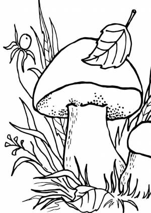 Раскраска грибы для детей 6 7 лет #20 #255311
