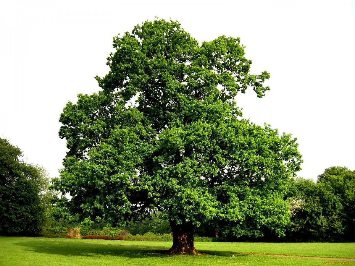Дерево дуб #24