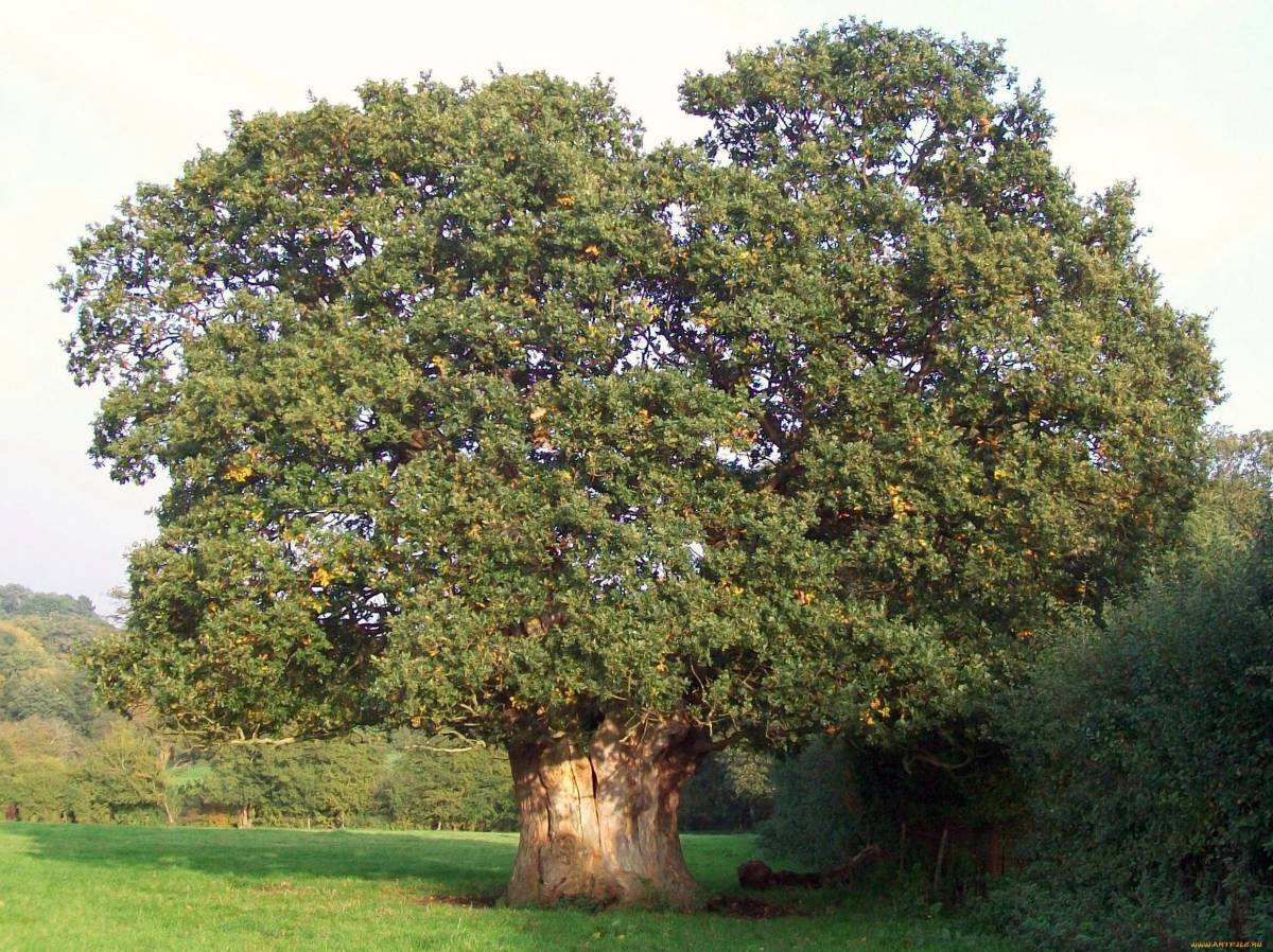 Дерево дуб #30