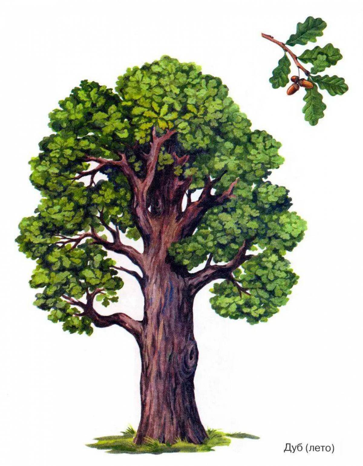 Дерево дуб #37