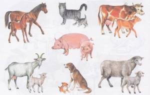 Раскраска дикие животные и их детеныши для детей 5 7 лет #10 #267595