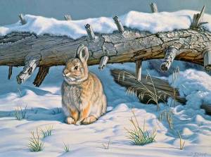 Раскраска для детей заяц зимой #6 #283229