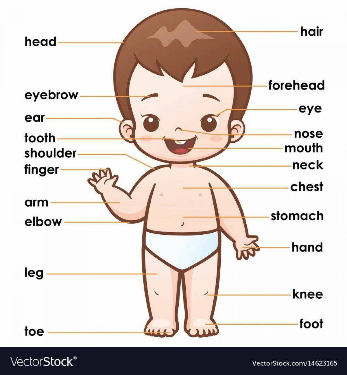 Для детей части тела на английском языке #5