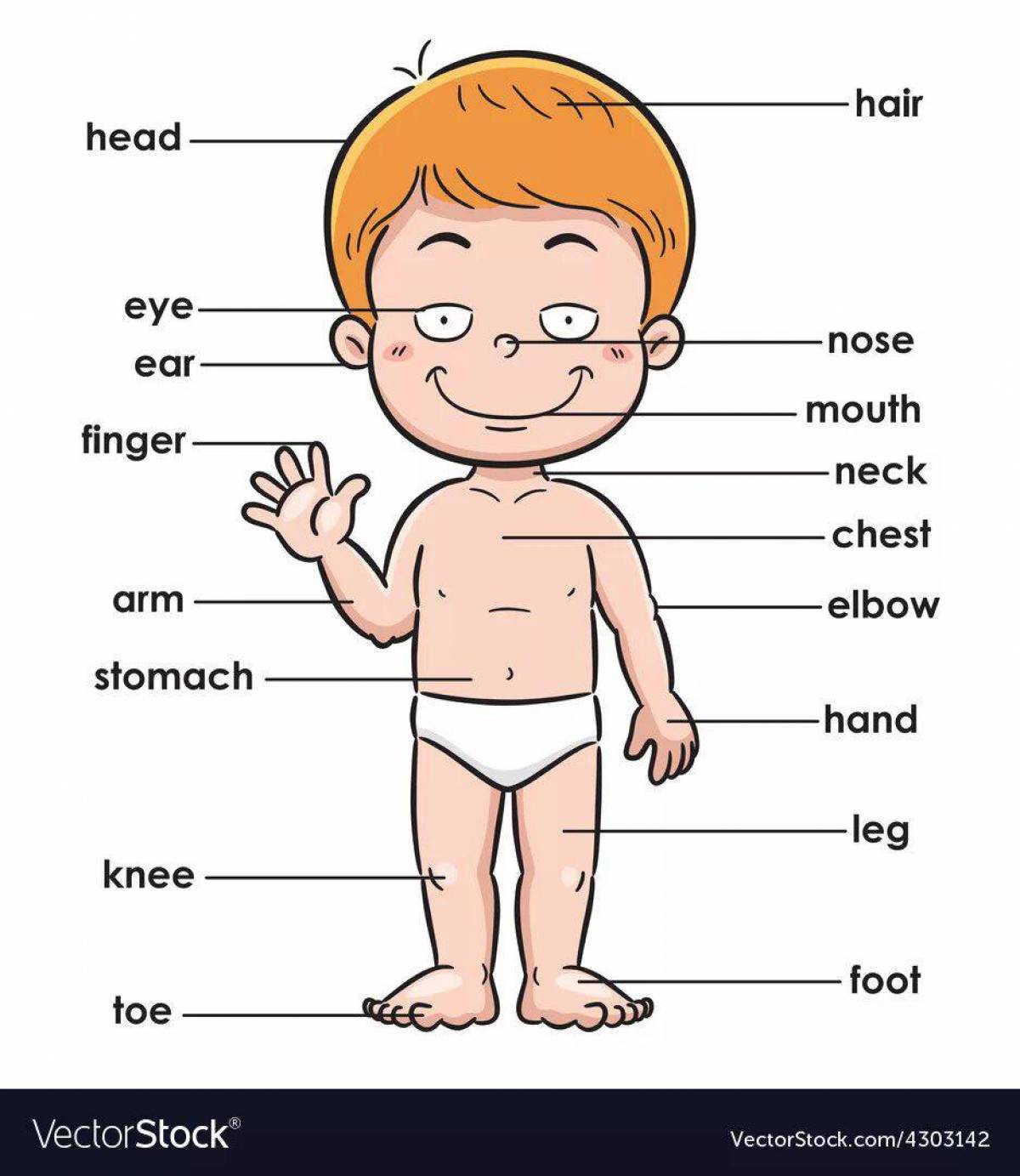 Для детей части тела на английском языке #12