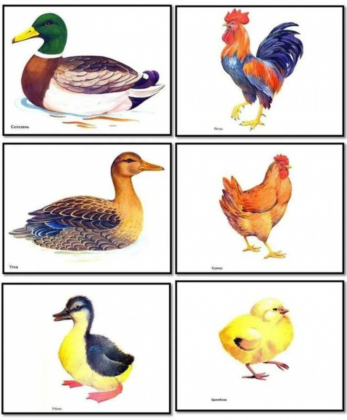 Домашние птицы и их детеныши #16
