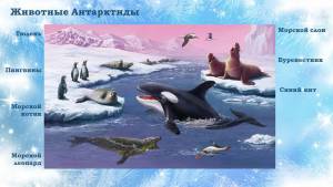 Раскраска животные антарктиды для детей #35 #307160