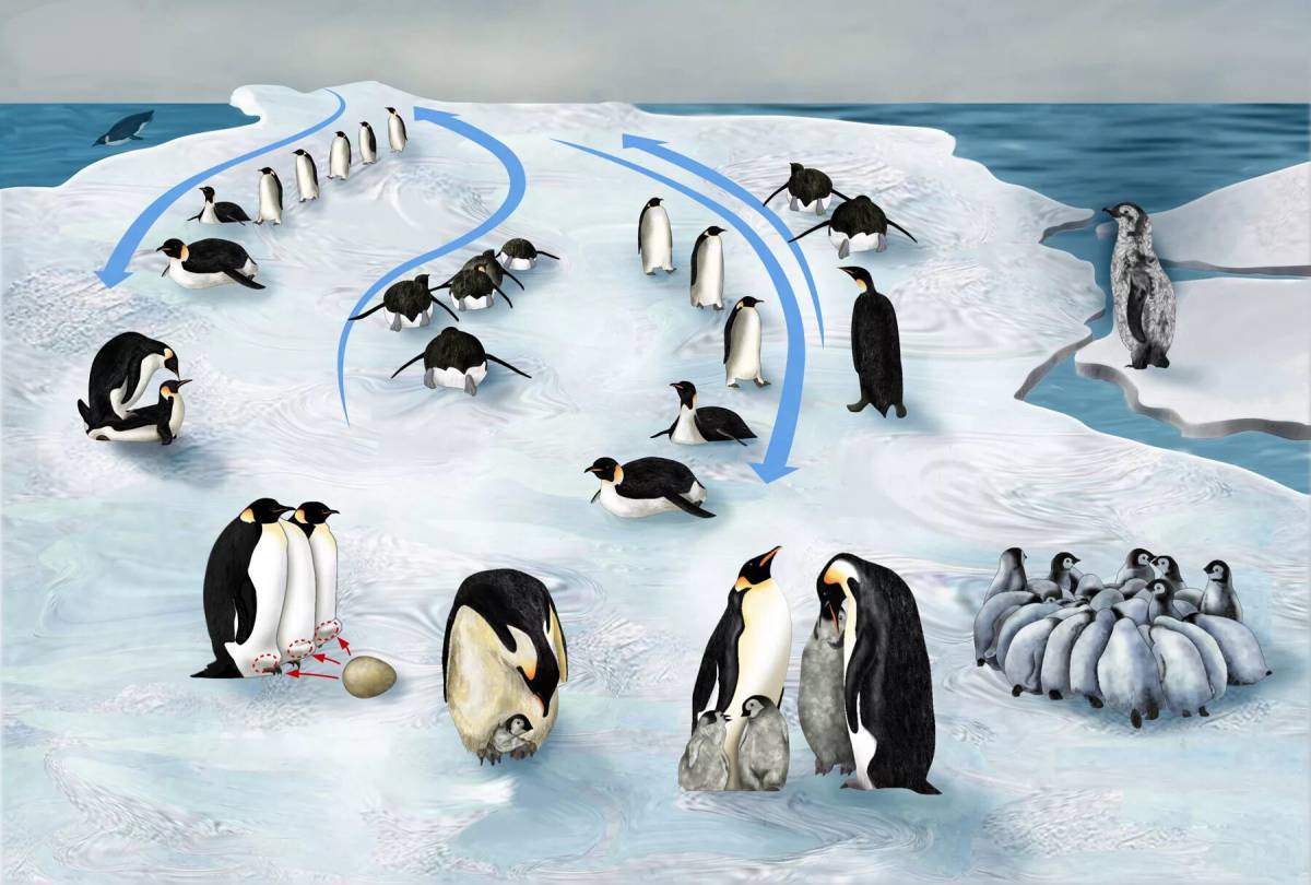 Животные антарктиды для детей #4