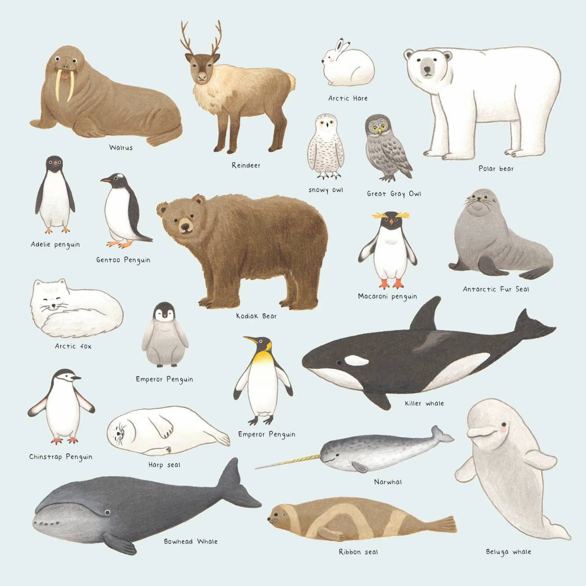 Животные антарктиды для детей #11
