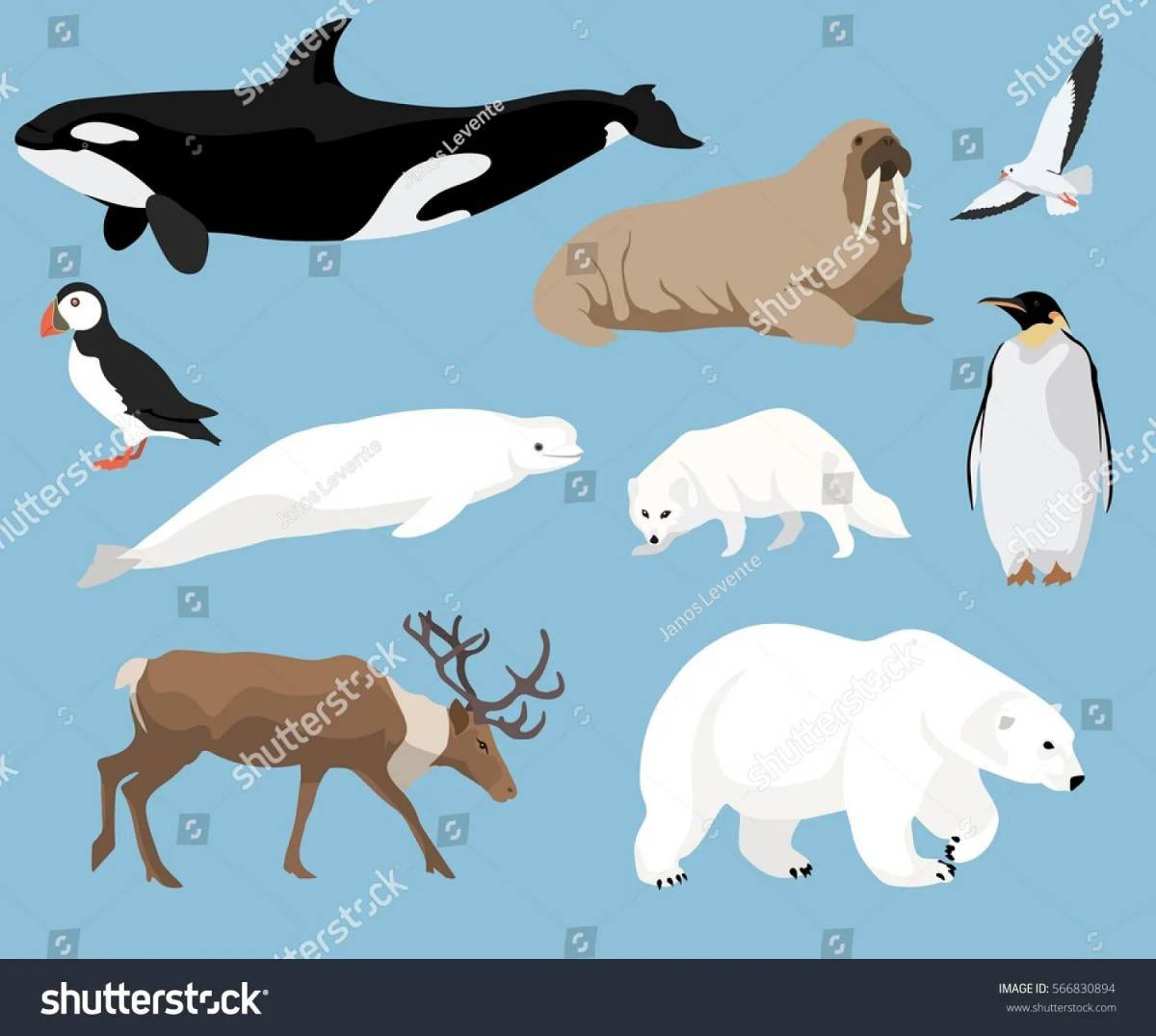 Животные антарктиды для детей #18
